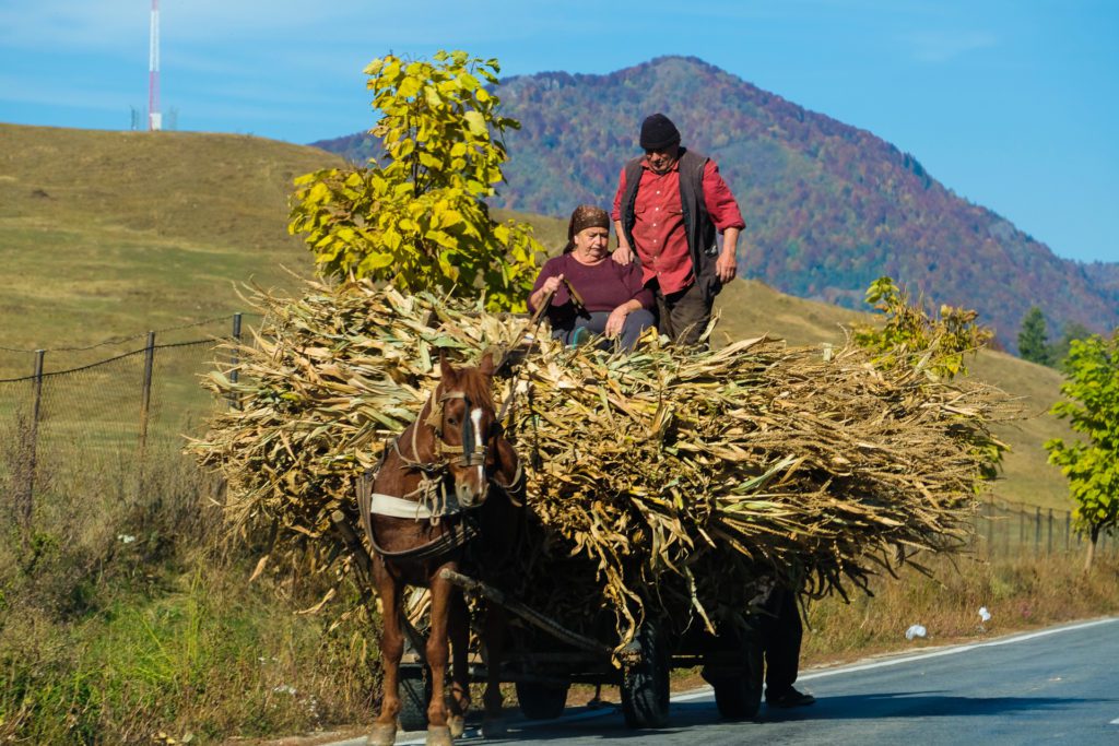 Horse-drawn carts are still a valid way of transporting goods in Romania.