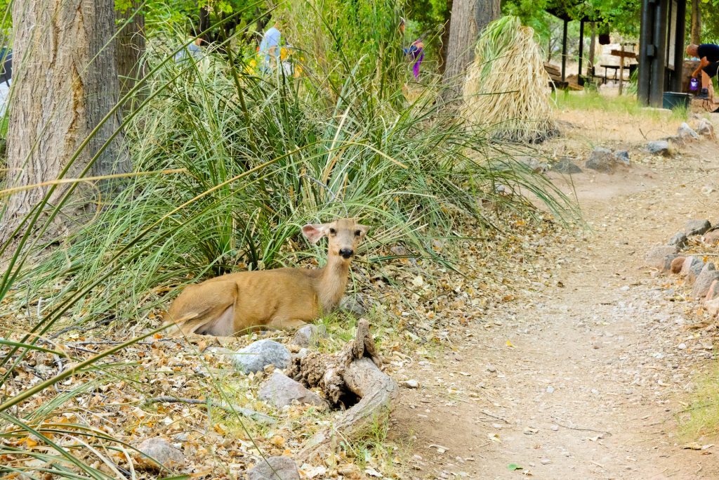a deer at Indian Garden Campground, Backpacking rim to rim at Grand Canyon National Park