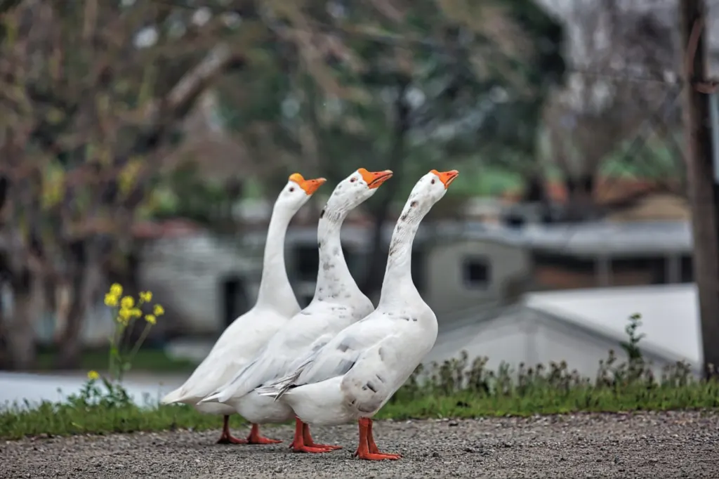 Down Production: Birds Abused for Their Feathers