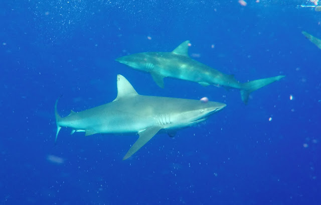 reef sharks