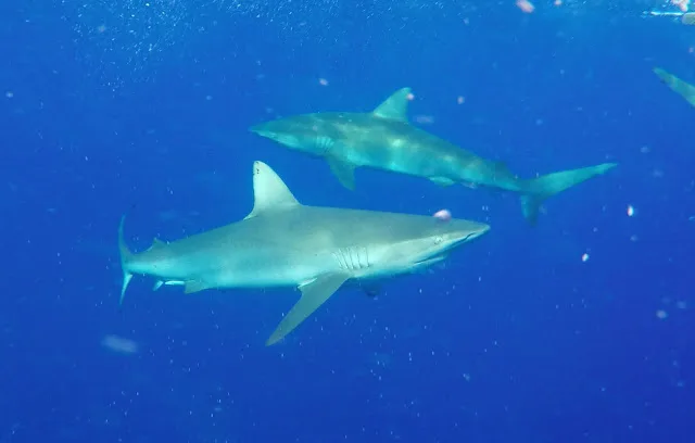 reef sharks