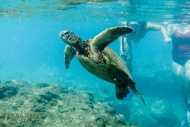 reef safe sunscreen