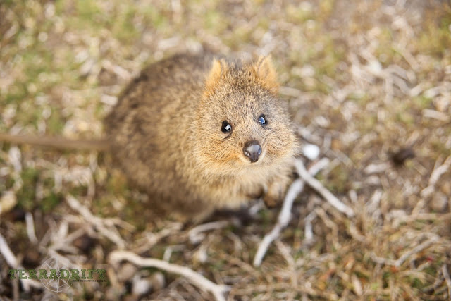 a quokka looks up at the camera