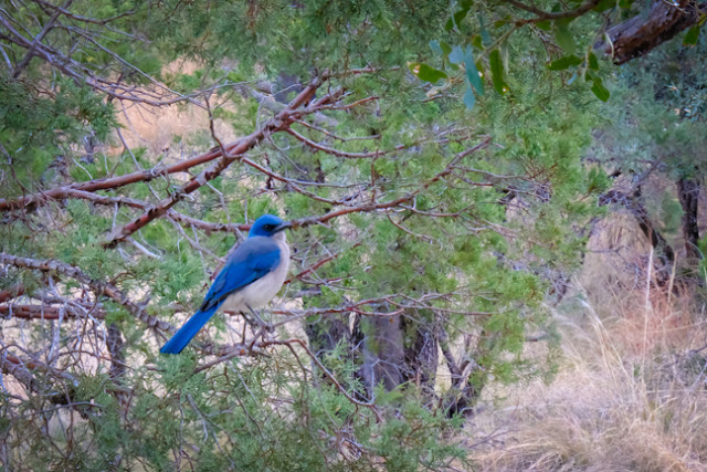 Mexican Jay in Big Bend