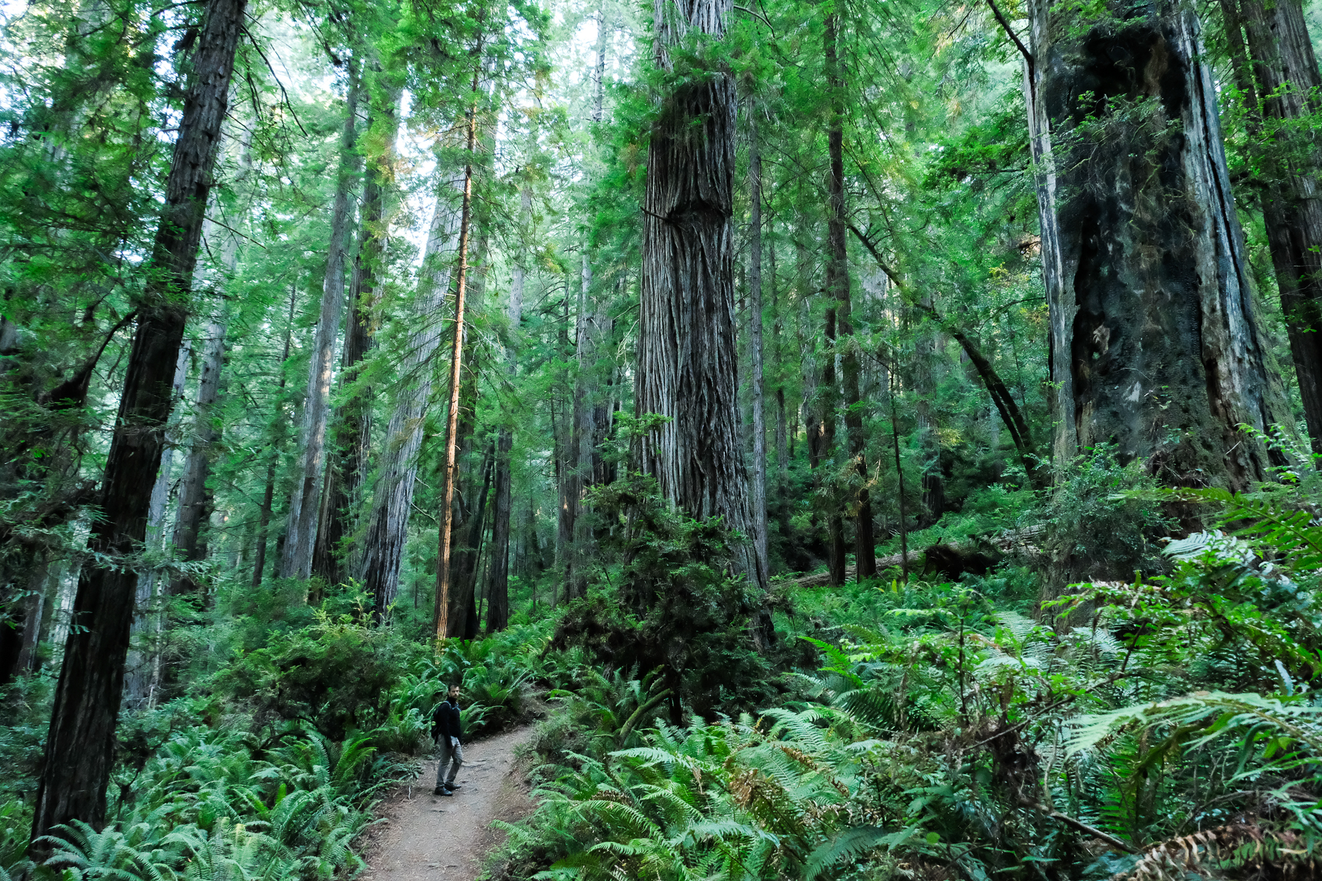 Western Road Trip Route redwoods
