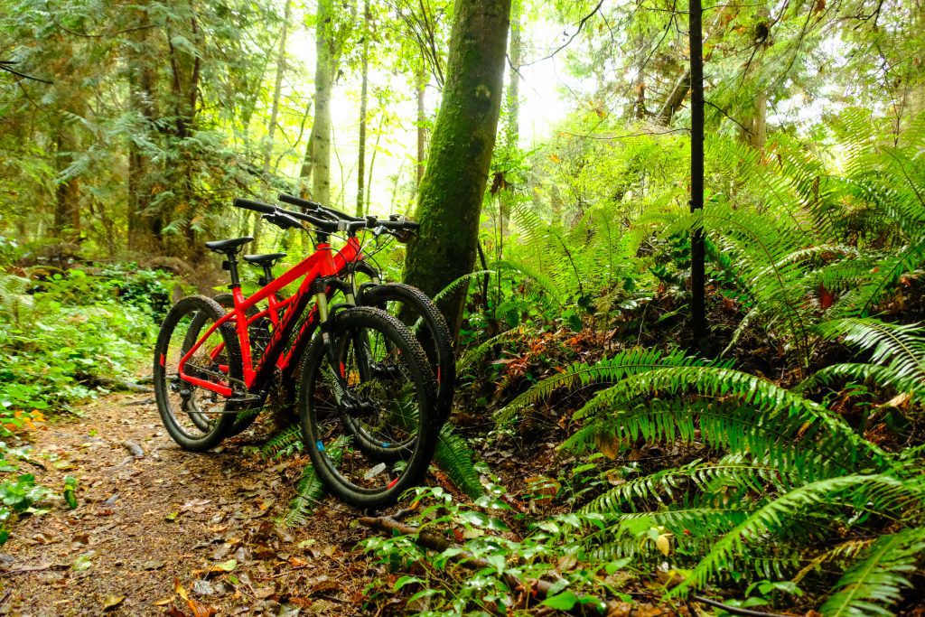 Mountain bikes leaning against a tree in the woods.