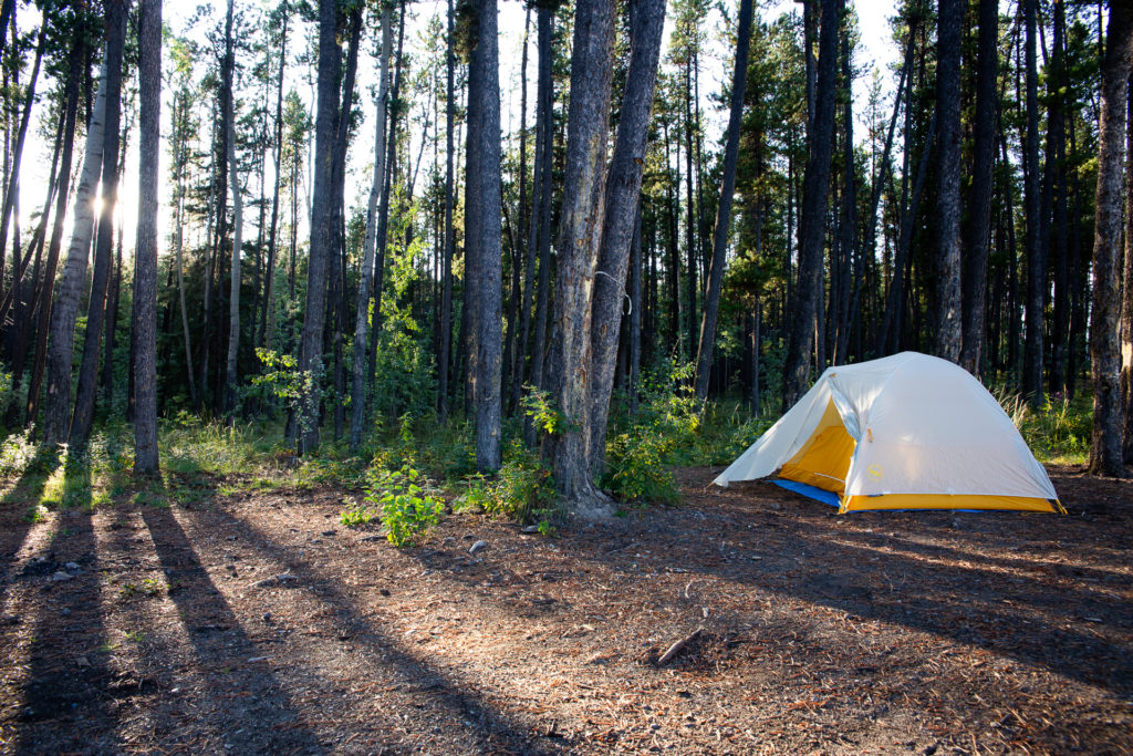 Freedom camping: tent in the woods