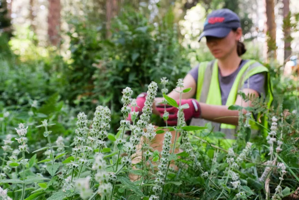 a woman collects seeds in a field.