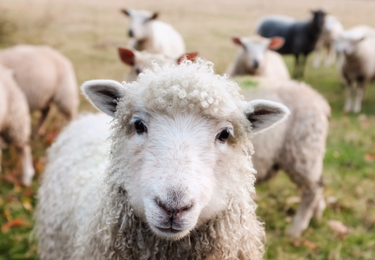 say no to wool