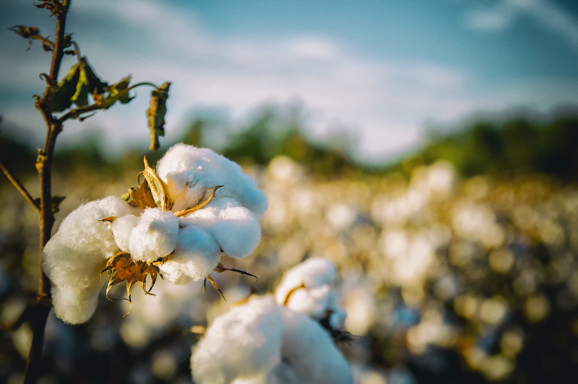 Organic Cotton Vs. Conventional Cotton: What's The Difference