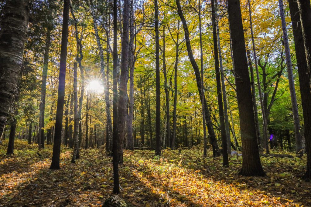 The sun shines through the trees on the Ice Age Trail at Potawatomi State Park in Door County, Wisconsin.