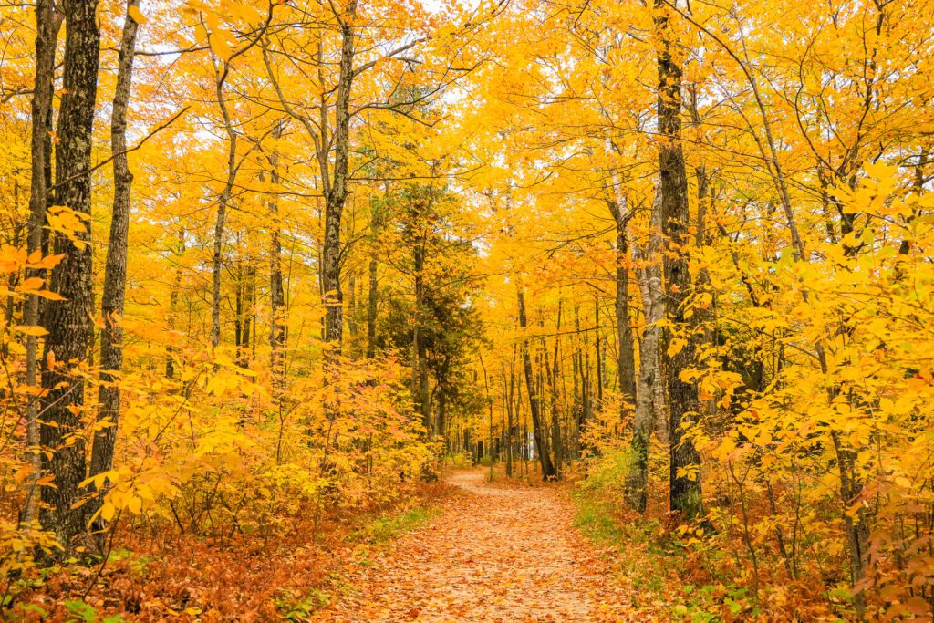 The vibrant fall foliage in Peninsula State Park.