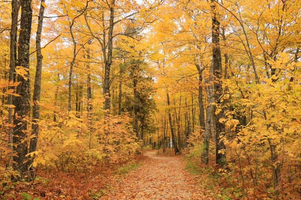 Fall hikes: colorful leaves on the trail at Potawatomi State Park, Door County, Wisconsin
