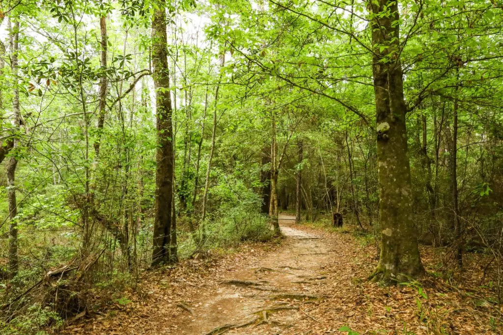 A trail in Village Creek State Park.