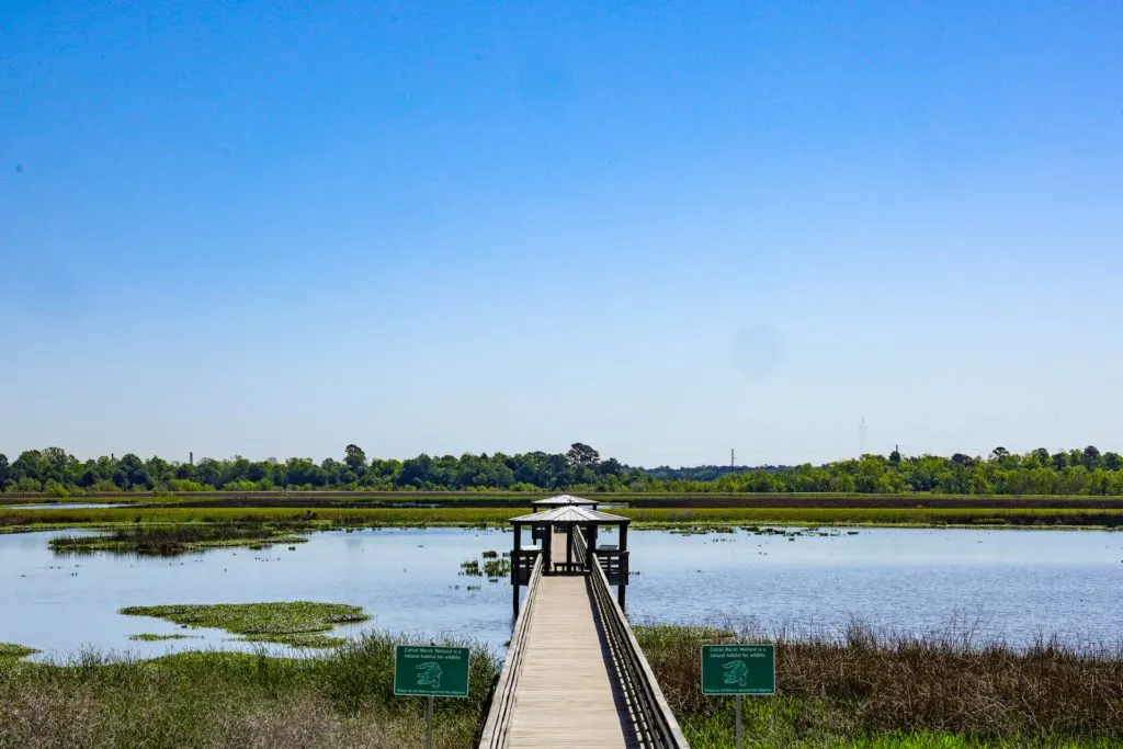 Cattail Marsh, Beaumont, TX