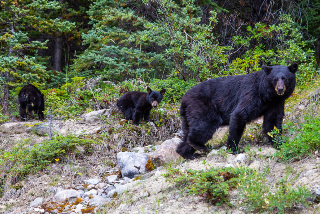 A mama black bear and two cubs in Banff National Park, Canada.