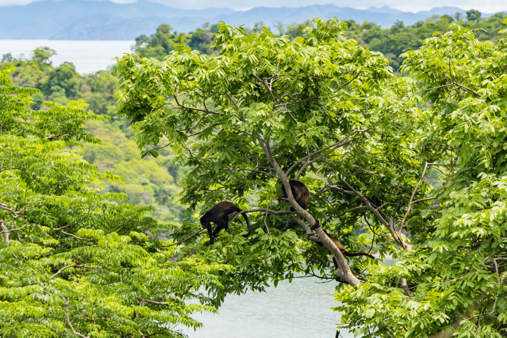 Two howler monkeys in the trees on Peninsula Papagayo.