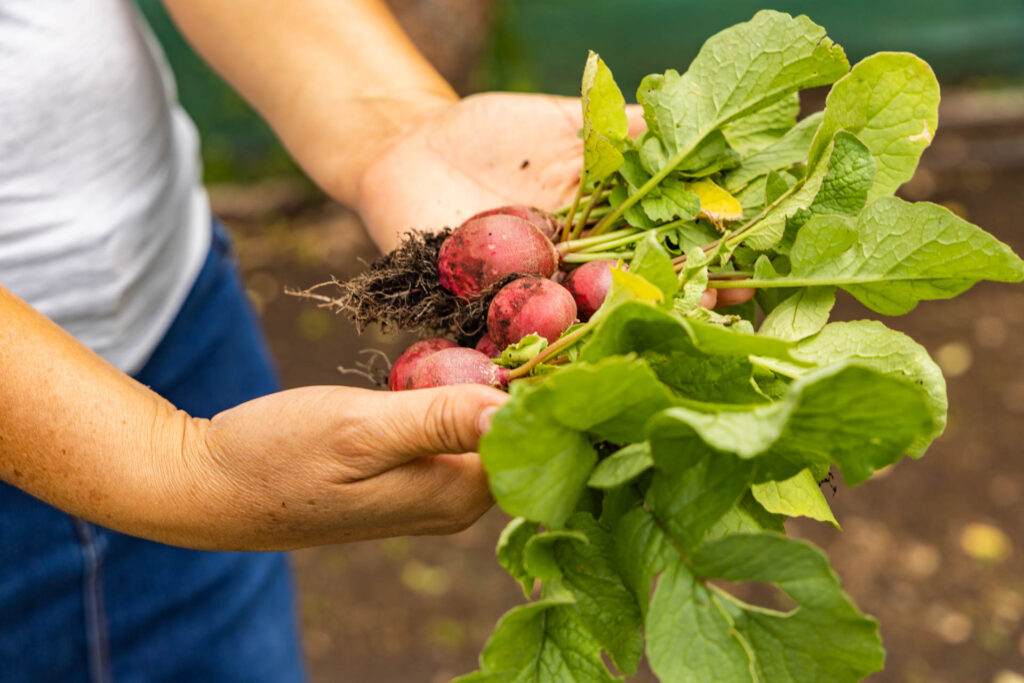 Hands hold freshly picked radishes.