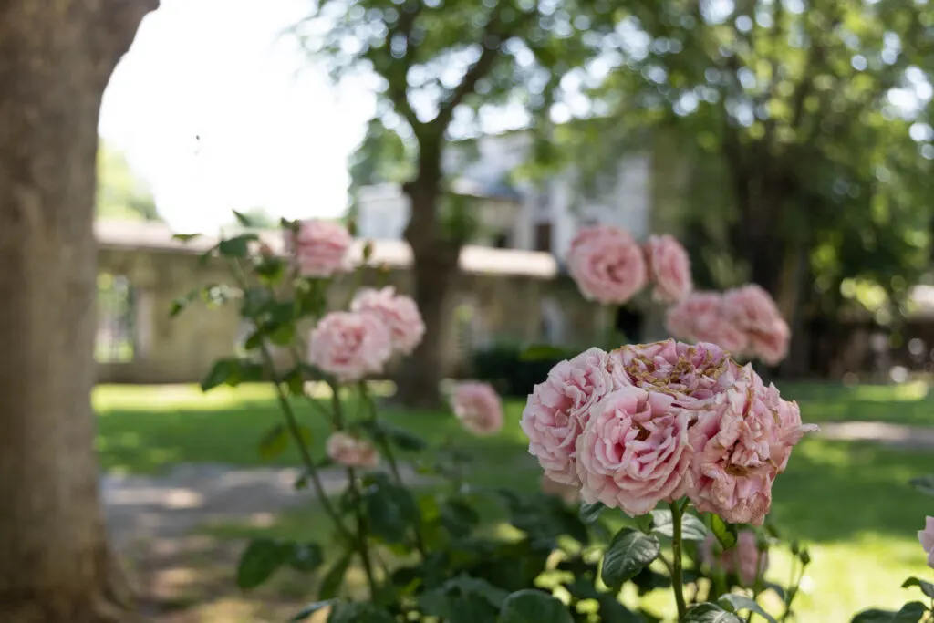 Roses in The garden outside the Blue Mosque in Istanbul, Turkey.