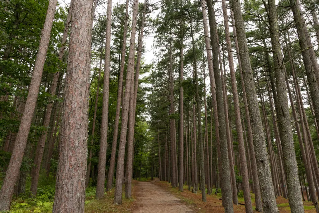 A trail amount the trees at Little Presque Isle Park.