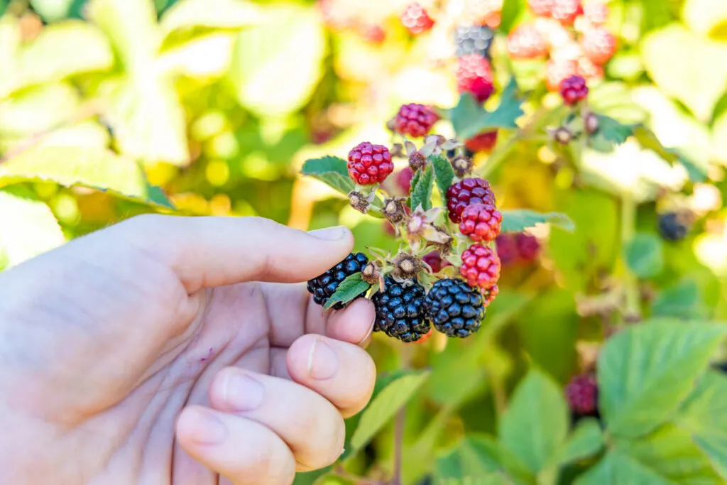 Picking black berries at 24 Carrot Farms.