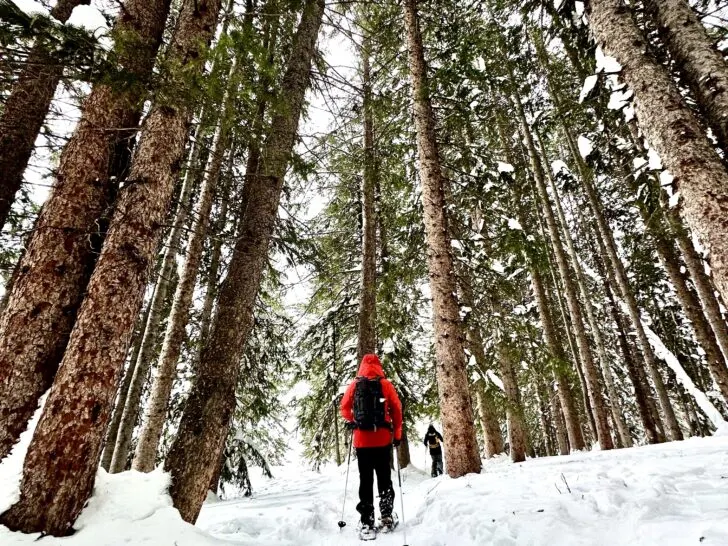 A man winter hiking in the snow among tall pine trees.