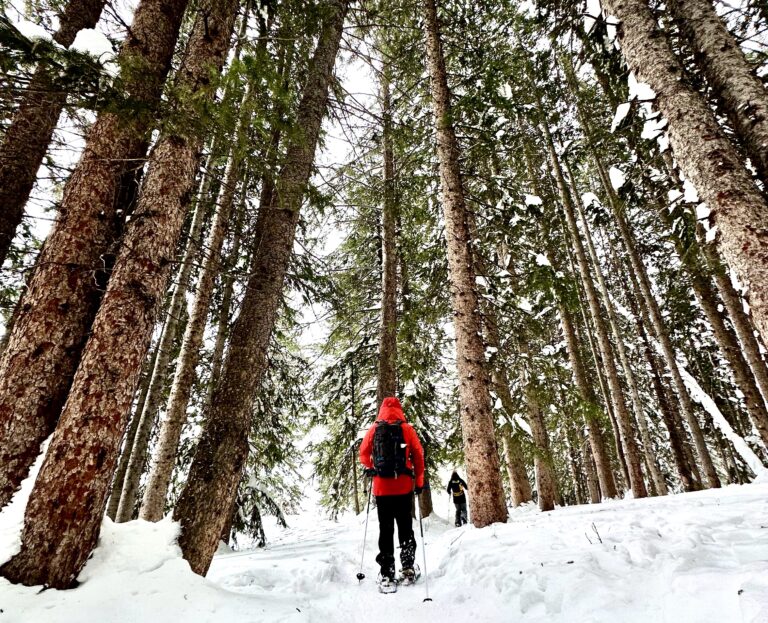 A man winter hiking in the snow among tall pine trees.