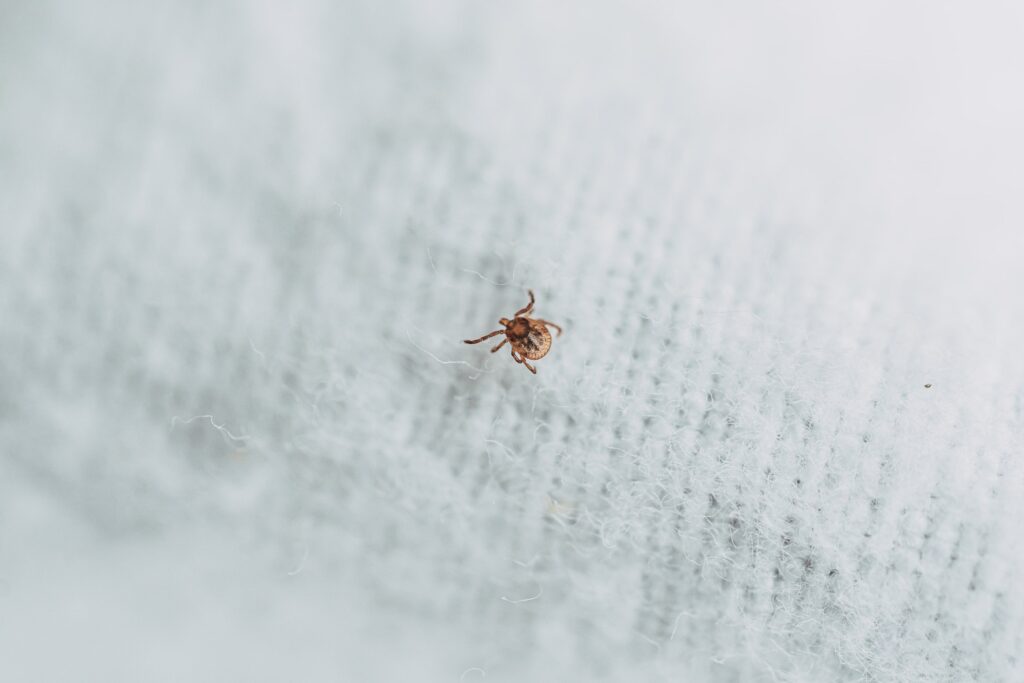 A tick on a piece of clothing. (Photo provided by Equip-4-Ticks Resource Center)
