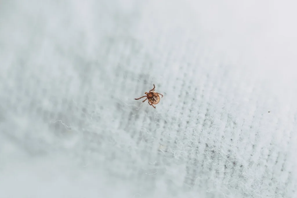 A tick on a piece of clothing. (Photo provided by Equip-4-Ticks Resource Center)