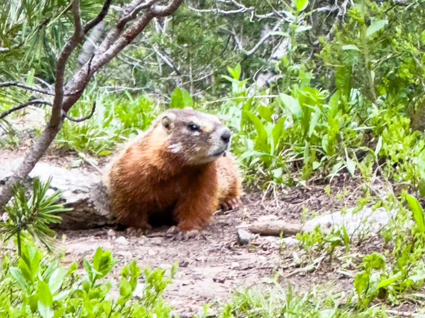 A marmot.