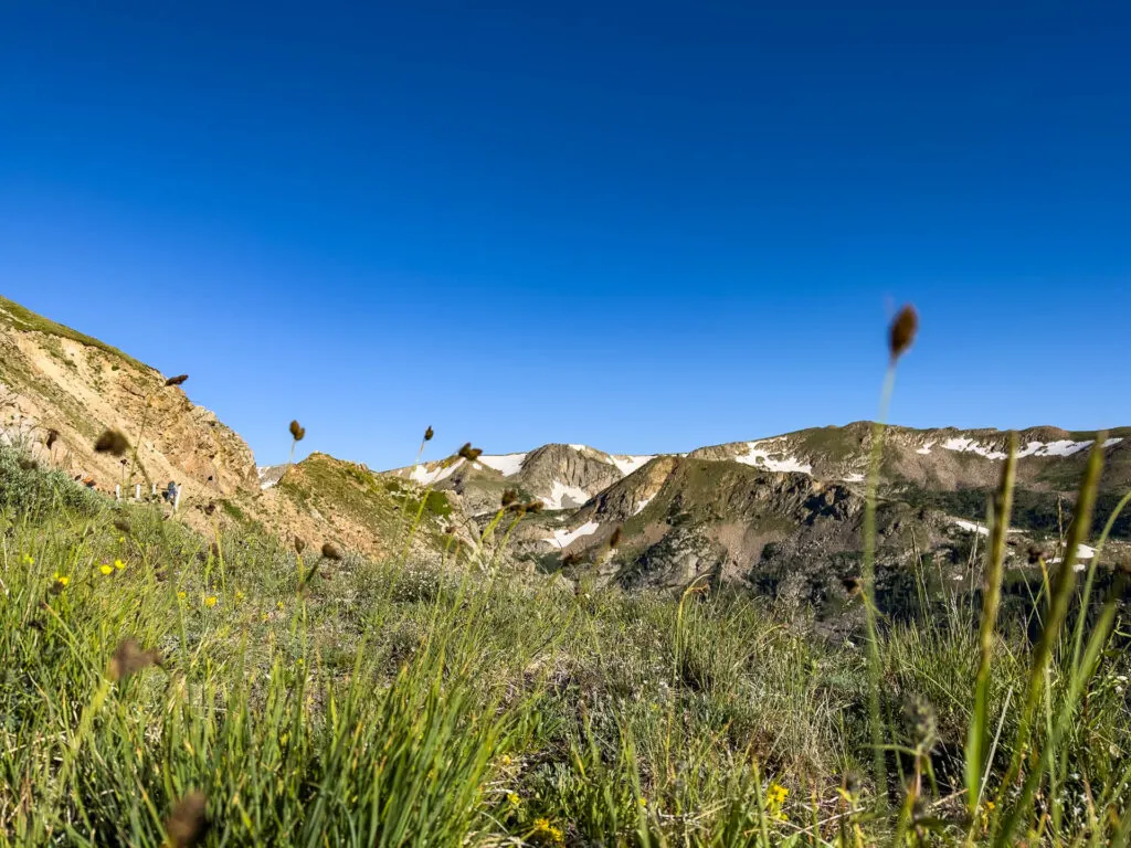 Plant life grows in front of mountains in Colorado.