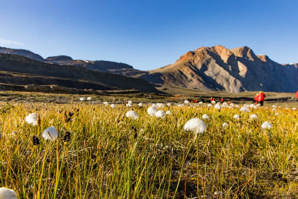 Hiking on shore in Greenland among funny little puffball flowers.