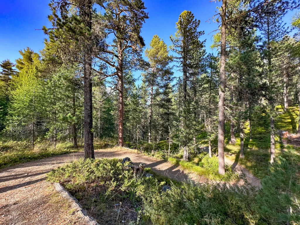 A curving path through pine woods.