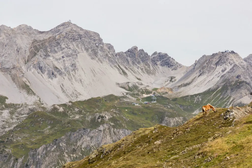 Free-roaming horses along the Arlberg Trail in Austria.