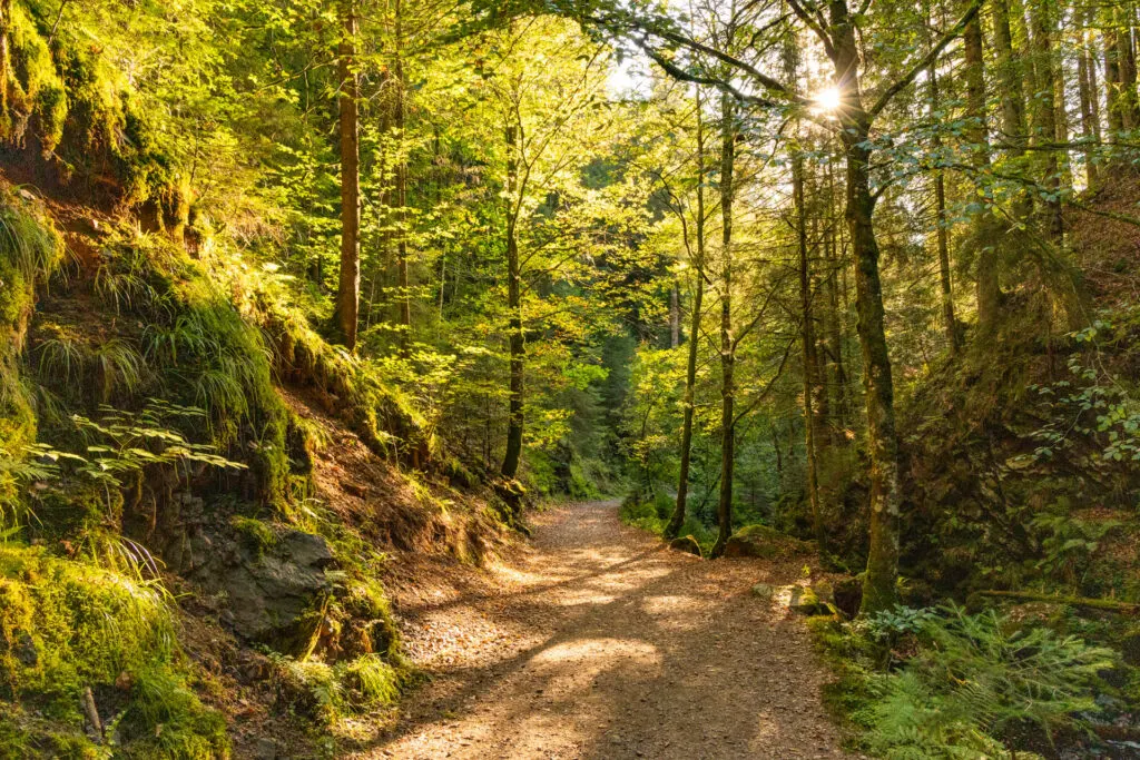 The Ravenna Gorge in the Black Forest.