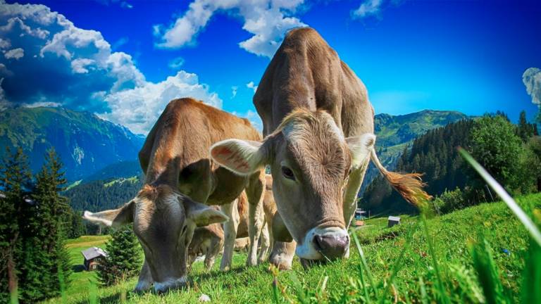Is Leather Sustainable? Why Synthetics are a More Responsible Alternative