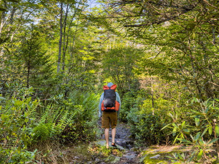 A man with a backpack hikes in green woods.