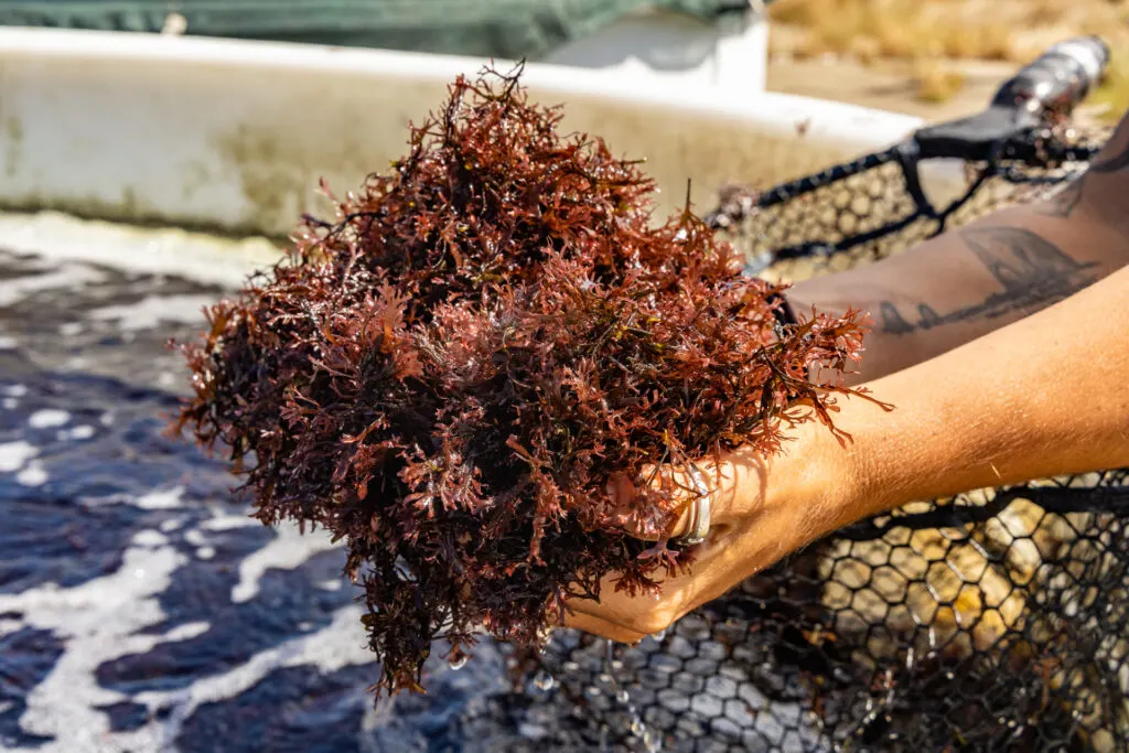 Red Pacific Pulse Seaweed at the Oregon Seaweed farm in Garibaldi, OR.