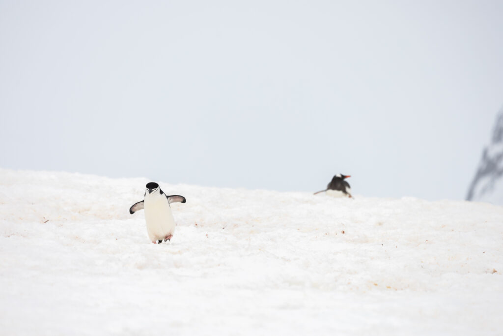 Two penguins in Antarctica.