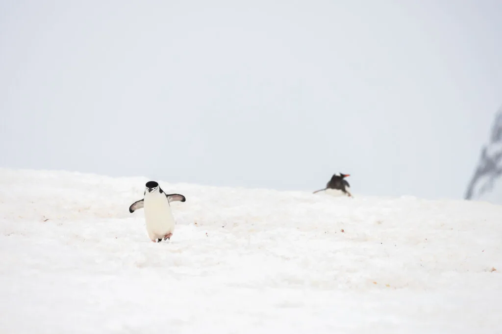 Two penguins in Antarctica.