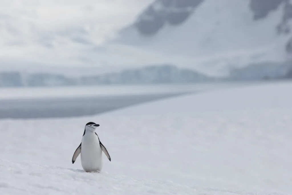 A chinstrap penguin in Antarctica.