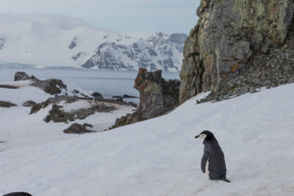 A chinstrap penguin in Antarctica looks out to sea with mountains beyond.