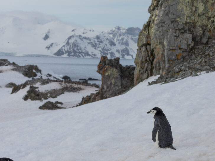 A chinstrap penguin in Antarctica looks out to sea with mountains beyond.