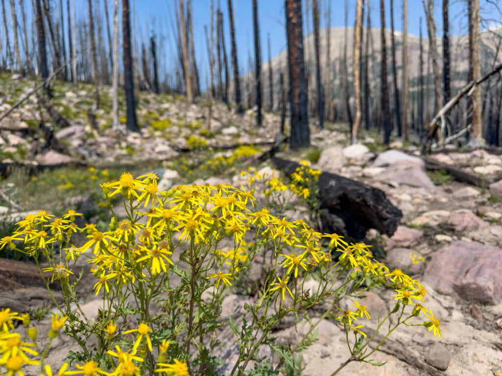 Wildflowers bloom in from of an old wildfire burn in the High Uintas in Utah, National Forest Service land.