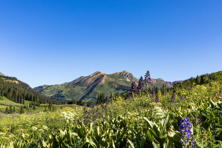 The Mountains and wildflowers as viewed from the start of Judd Falls Trail in Gothic, Colorado.
