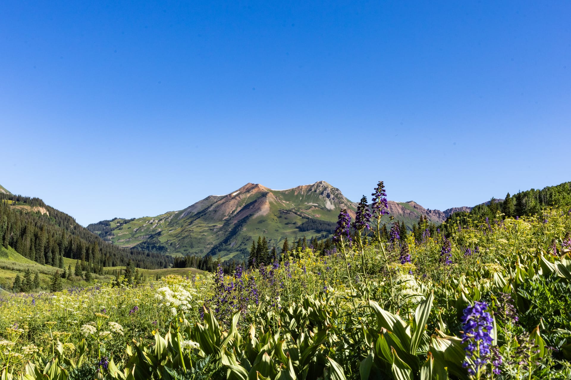 The Mountains and wildflowers as viewed from the start of Judd Falls Trail in Gothic, Colorado.
