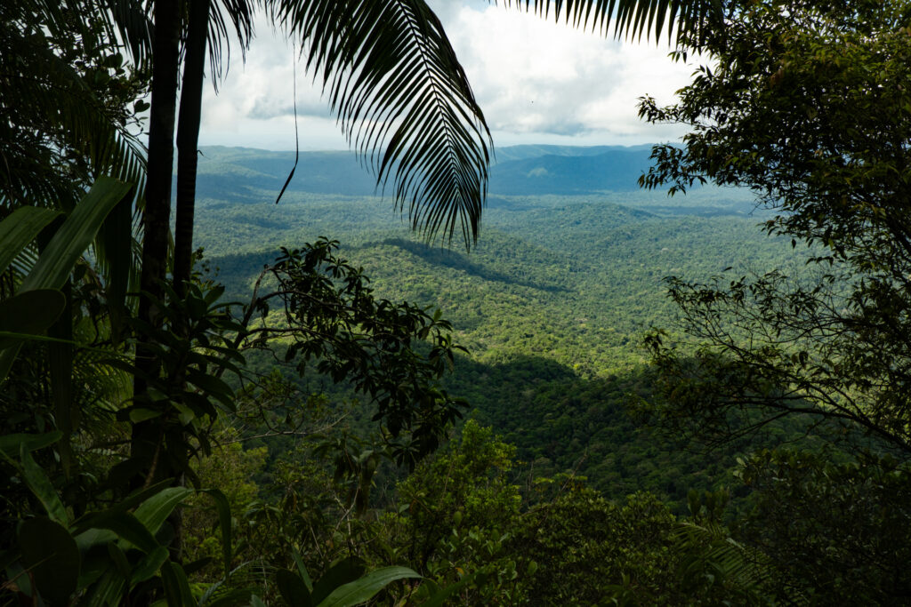 A view of the forest canopy far below through the trees from the Victoria Peak summit hike.