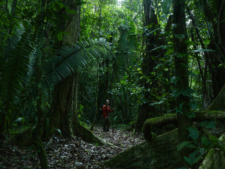 A man in a shadowy jungle canopy looks up at the trees in Belize.