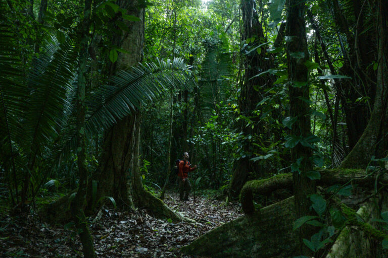 A man in a shadowy jungle canopy looks up at the trees in Belize.