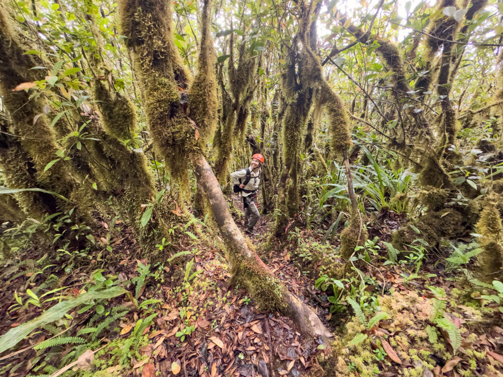 A woman Hiking through jungle one the Victoria Peak Trek in Belize.